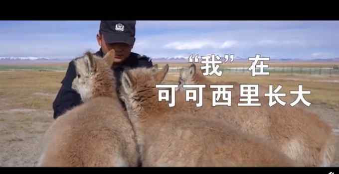 可可西里300多只藏羚羊重回自然 多亏这所“幼儿园” 网友感谢这些人
