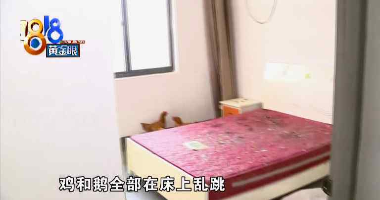 房东开门傻眼了！鸡和鹅在床上“蹦迪”？租客：我就想养 没事闲着玩