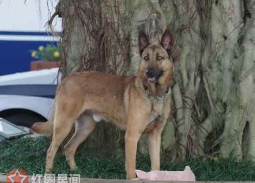 警犬是什么品种的狗 警犬来啦华哨是什么品种的狗 华哨最后成为合格的警犬了吗