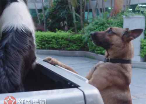 警犬是什么品种的狗 警犬来啦华哨是什么品种的狗 华哨最后成为合格的警犬了吗