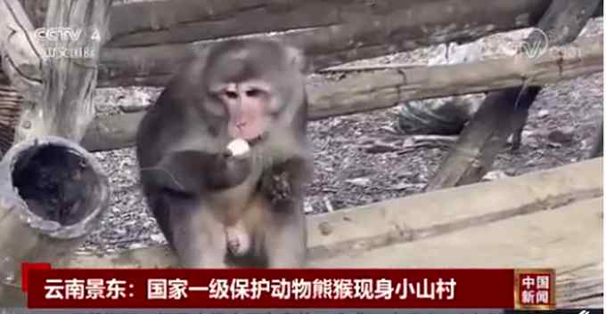 是“猴”是“熊”？云南小山村发现国家一级保护动物熊猴 网友高呼保护！