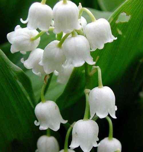 小花仙铃铛果 世界最玲珑小巧的花朵 形状似铃铛的铃兰