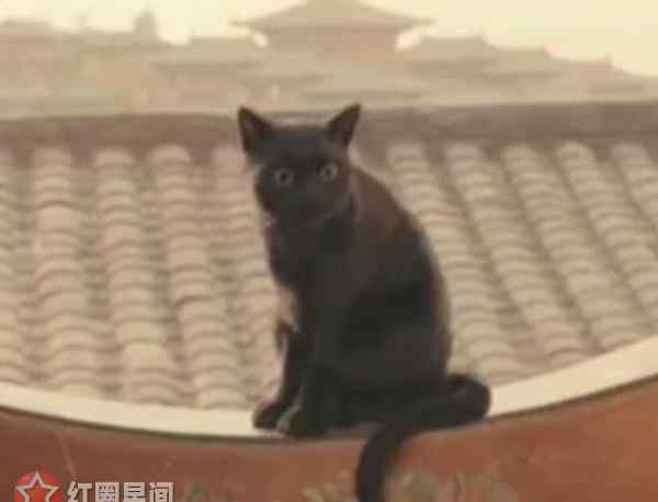 猫妖 妖猫传猫妖是白龙 妖猫传白龙结局因痴恋杨贵妃而疯狂