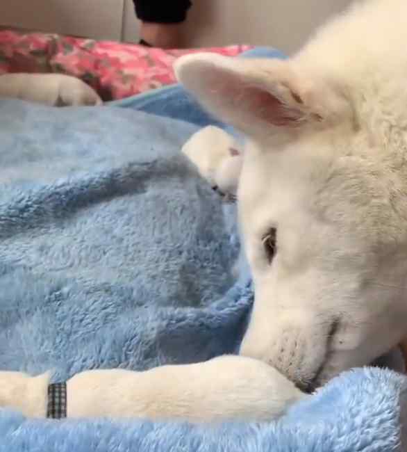 8胞胎！广西首例人工繁育北极狼幼崽诞生 网友：越看越像狗子