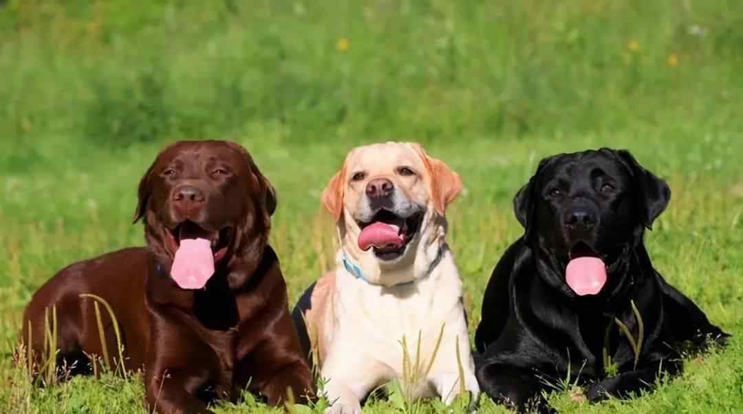 拉布拉多犬什么颜色贵 “黑色”的拉布拉多犬，为什么很多人想养？这几点是原因