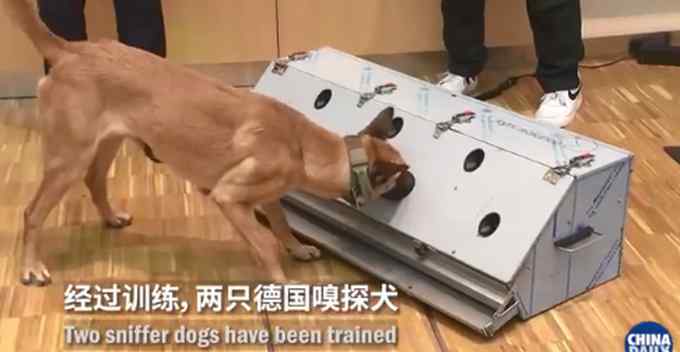德国称两只嗅探犬能识别新冠患者 准确率高达94% 网友：有点费狗！