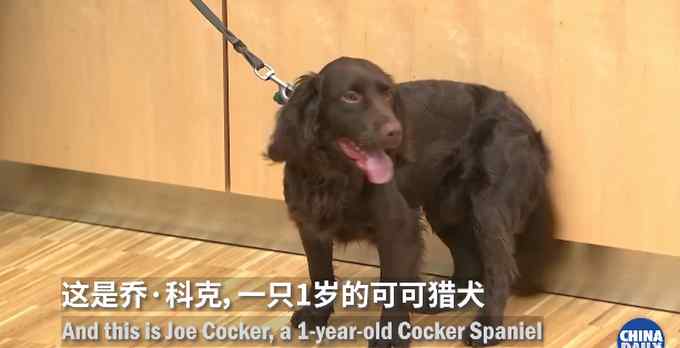 德国称两只嗅探犬能识别新冠患者 网友纷纷担心这件事