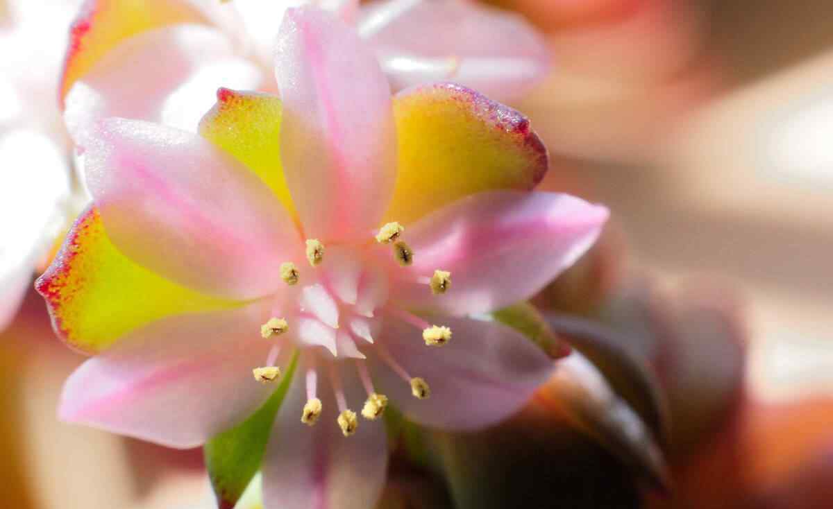 鬼脸花 一二三四五六七八九十，奇怪的“数字”花，越养越好看