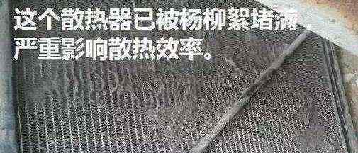 杨絮 杨絮、柳絮不仅对人有影响，对汽车影响也这么大！