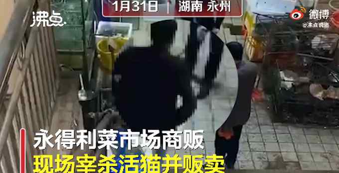 湖南永州市场卖现宰活猫 律师：没有法律规定不能吃 网友直言不能接受