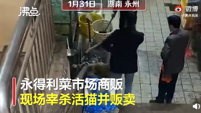 湖南永州市场卖现宰活猫 律师这样说 网友：我无法接受！文章配图