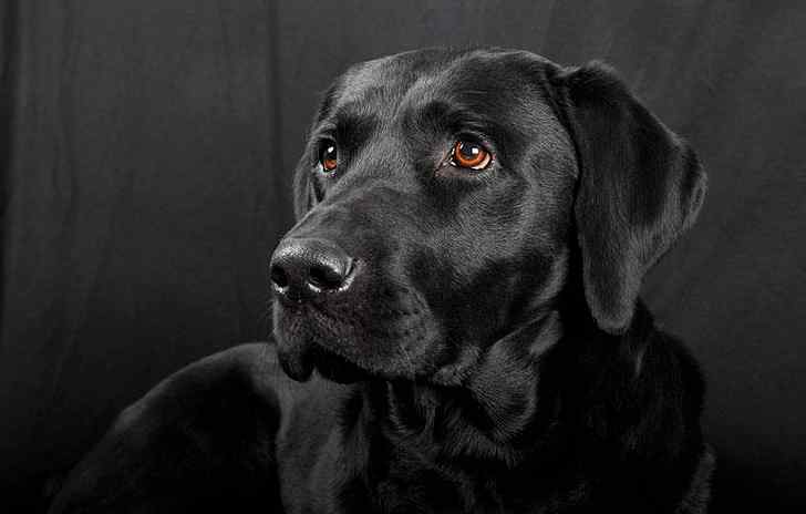 拉布拉多犬什么颜色贵 “黑色”的拉布拉多犬，为什么很多人想养？这几点是原因