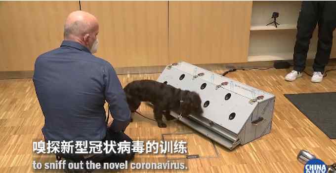 德国称两只嗅探犬能识别新冠患者 准确率高达94%！网友提出一个问题