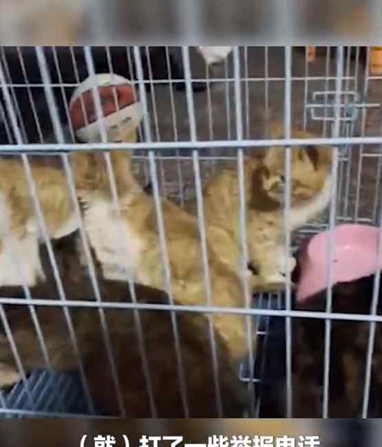 湖南永州市场卖上百只活猫现场宰杀 网友怒了！工作人员：正在整治