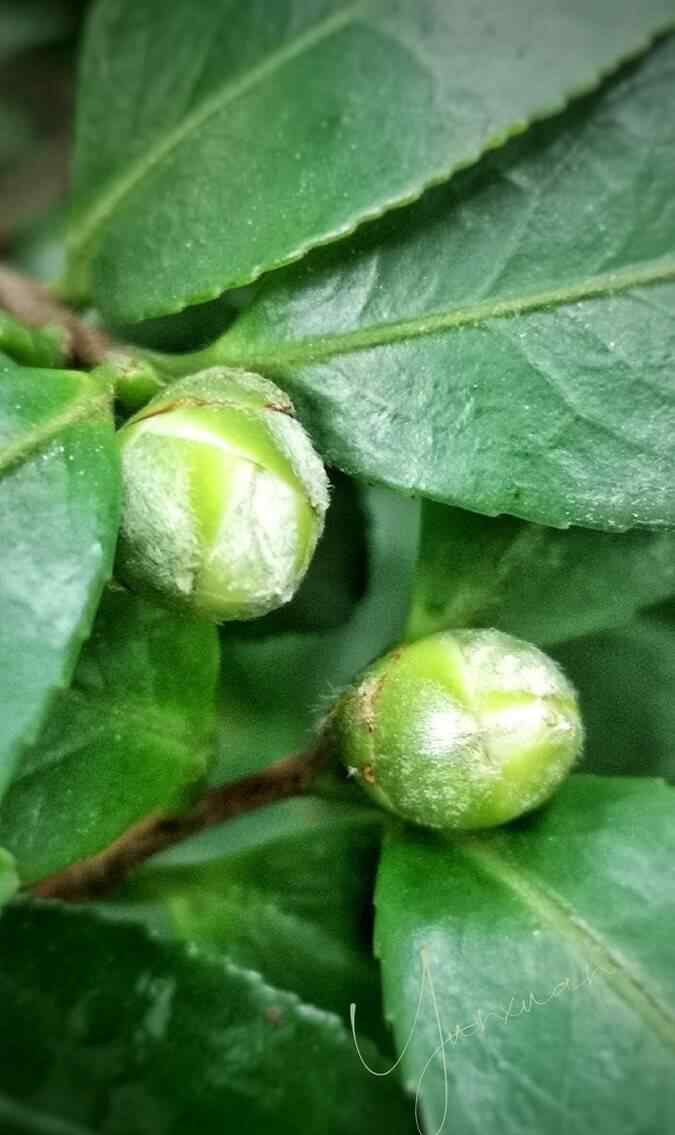 茶花十大忌 茶花掉花苞的原因，藏在一句“顺口溜”里，古人的经验，值得借鉴