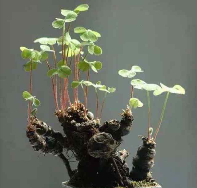野外挖哪种植物当盆栽 野外有3种“植物”，遇水就活，非常好养，还能做盆景