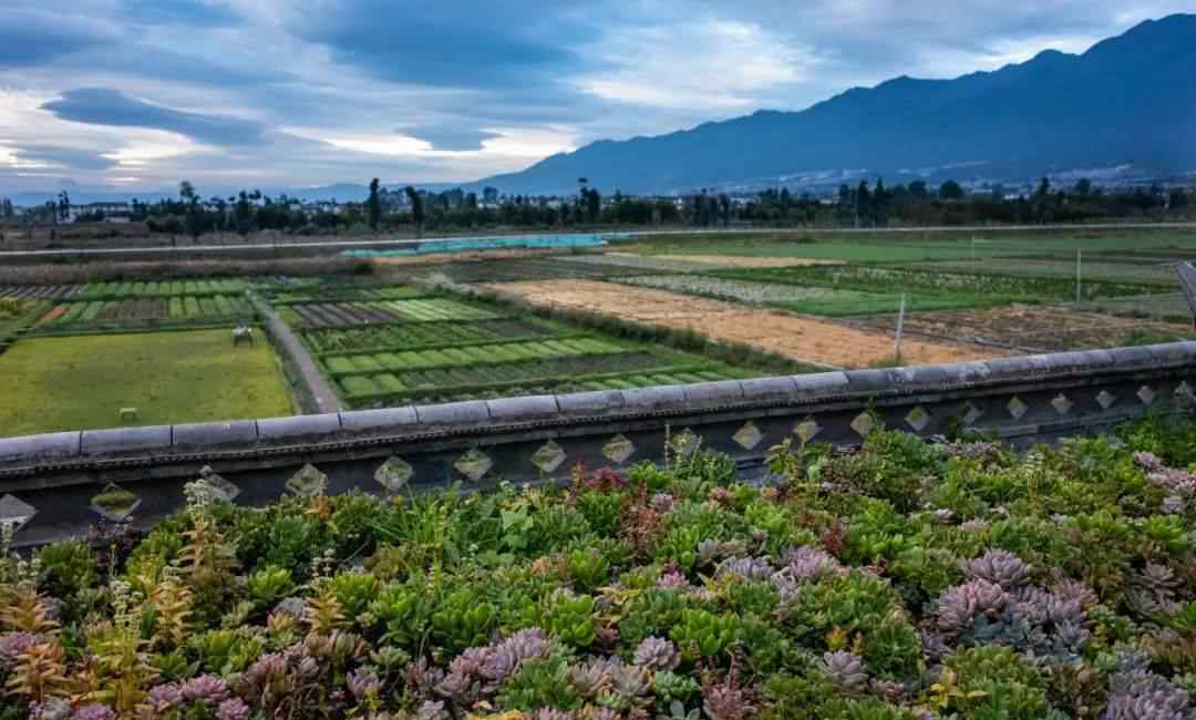 多肉墙 他们在苍山洱海旁，种了30万棵多肉，打造了一个7000平米的“多肉天堂”！