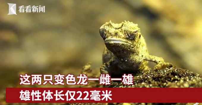 有点可爱！科学家发现地球最小爬行动物 体长仅22毫米