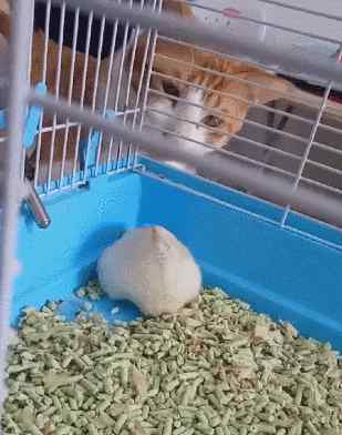 仓鼠装死 喵咪多看了仓鼠一眼，仓鼠直接装死，戏精表演让猫看呆！