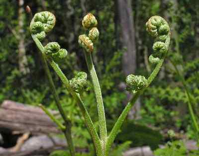 山菜 这么好吃的蕨菜, 有人说它是山菜之王, 有人却说它致癌