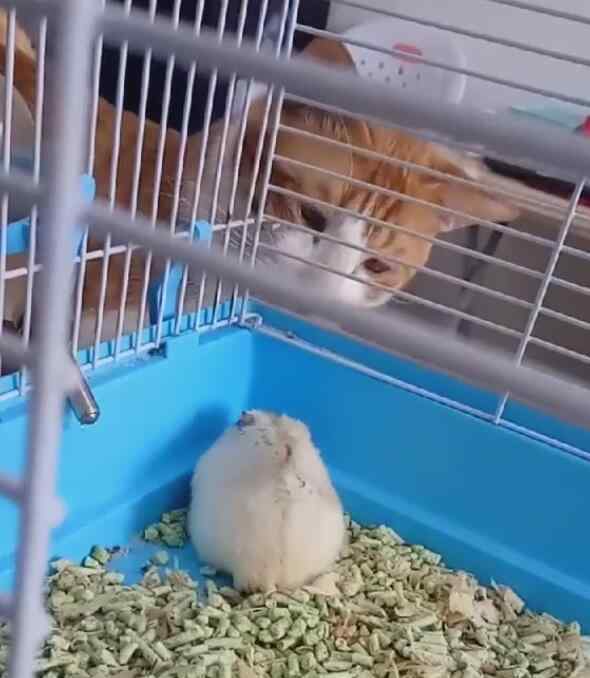 仓鼠装死 喵咪多看了仓鼠一眼，仓鼠直接装死，戏精表演让猫看呆！