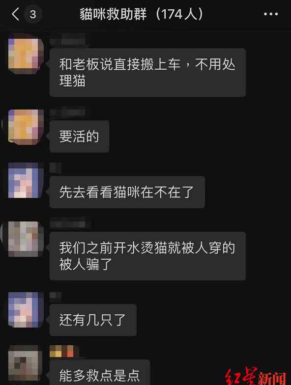 “市场宰杀活猫”举报者：一斤卖19元 网友众筹7000元救猫
