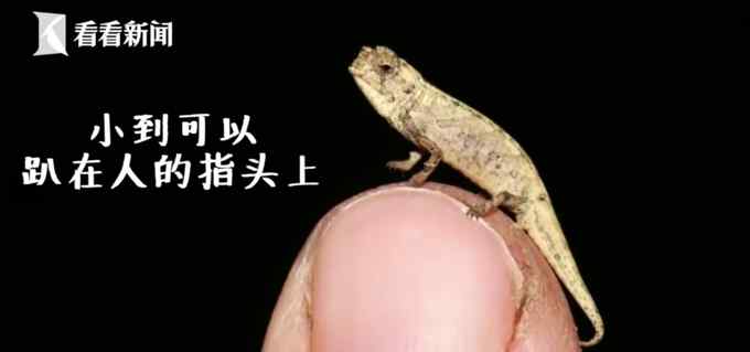 萌萌哒！科学家发现地球最小爬行动物 体长仅22毫米只有瓜子大