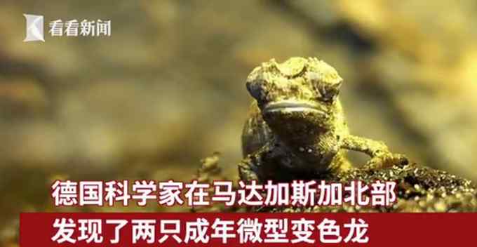 有点可爱！科学家发现地球最小爬行动物 体长仅22毫米