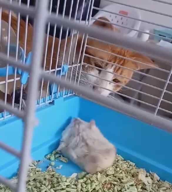 仓鼠装死 喵咪多看了仓鼠一眼，仓鼠直接装死，戏精表演让猫看呆！