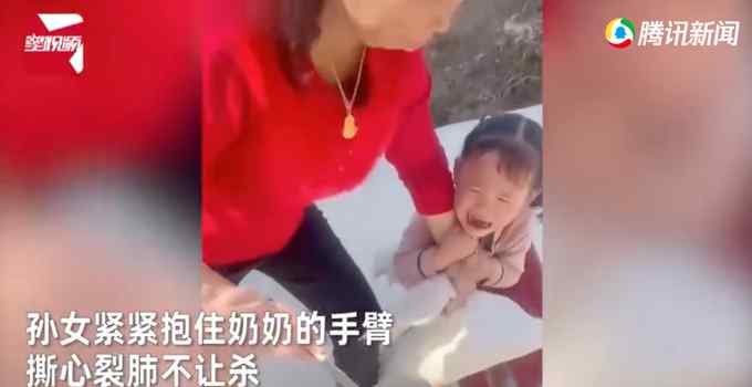 奶奶院子里杀鸭 4岁女孩得知崩溃大哭极力阻止！无奈放下“屠刀”