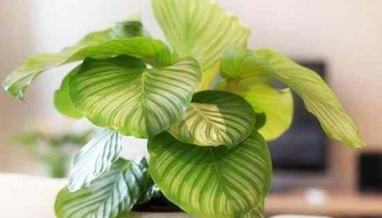 给花浇水 还在按天给花浇水？那你的花离死不远了