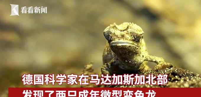 萌萌哒！科学家发现地球最小爬行动物 体长仅22毫米只有瓜子大