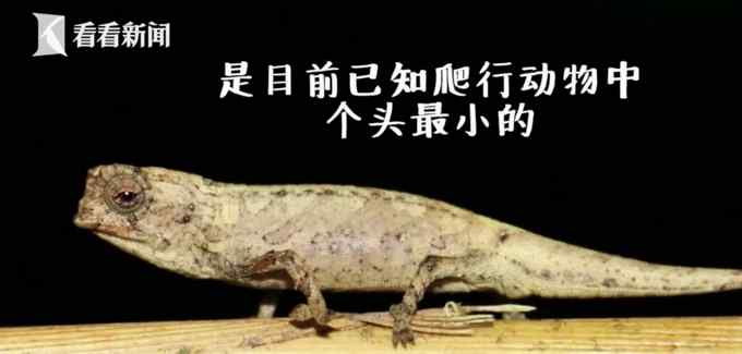 萌萌哒！科学家发现地球最小爬行动物 体长仅22毫米只有瓜子大