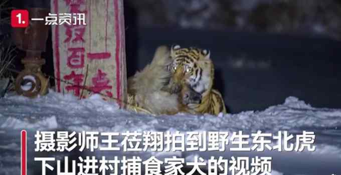 野生东北虎猎食飞扑咬住护院大狗 摄影师拍下惊险瞬间 网友：好凶！