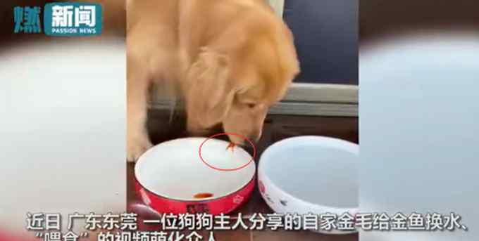 金毛小心翼翼给金鱼换水 还叼肉干喂食 网友：知道猫狗为啥打架了！