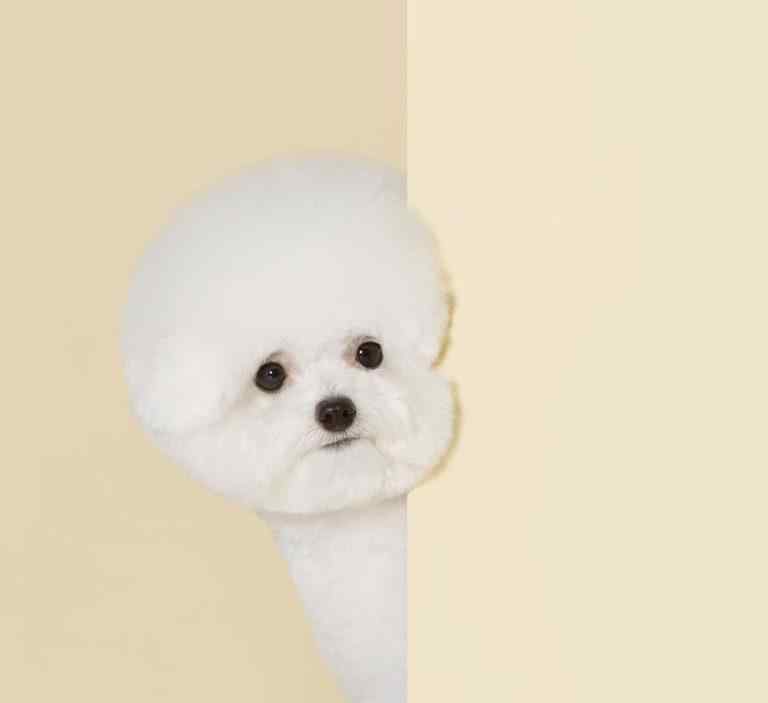 迷你笃宾犬 4只狗狗睡一个狗床还特别空旷，这也太迷你了，可爱得像娃娃