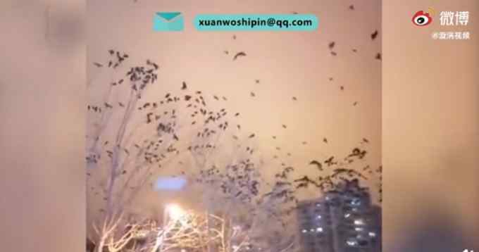 青海西宁上空乌鸦成群遮天蔽日 现场画面挺可怕 网友：毛孔都竖起来了