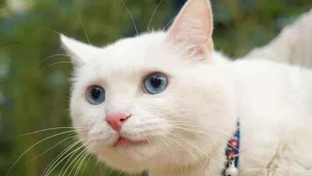 猫毛对人有影响吗 原来猫咪的毛色会影响性格！难怪大橘那么受欢迎