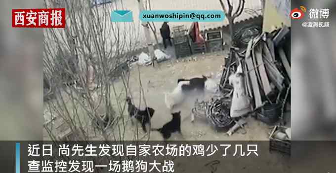 4只黑狗围攻1只大鹅结果被翻盘 监控录下激烈一幕 网友：不愧是鹅！