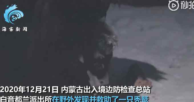 放生后还回来“蹭饭”！民警给蹭饭秃鹫做思想工作：你不是一只鸡
