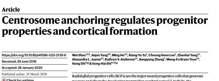 中心体 科研成果 | 清华大学时松海和史航课题组在《Nature》发文揭示中心体调控大脑皮层发育的崭新机制文章配图