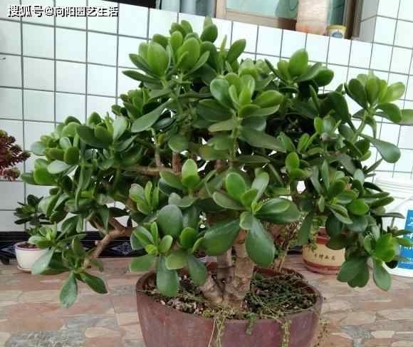 玉树盆景 玉树重剪叶子，大盆养，多光照，喂鸡粪，8个月长成玉树盆景