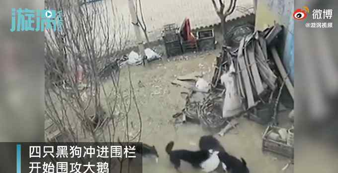 4只黑狗围攻1只大鹅结果被翻盘 监控录下激烈一幕 网友：不愧是鹅！