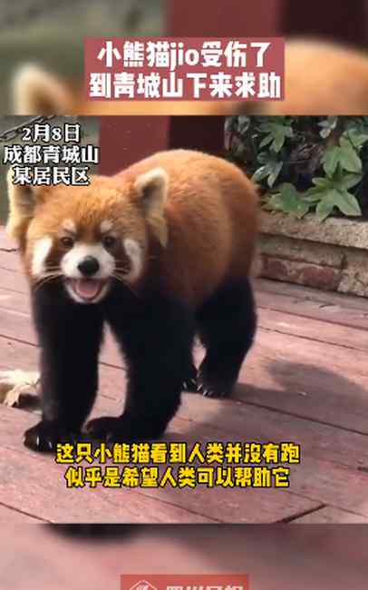 成精了？小熊猫脚受伤到青城山求助 网友：太聪明了吧！