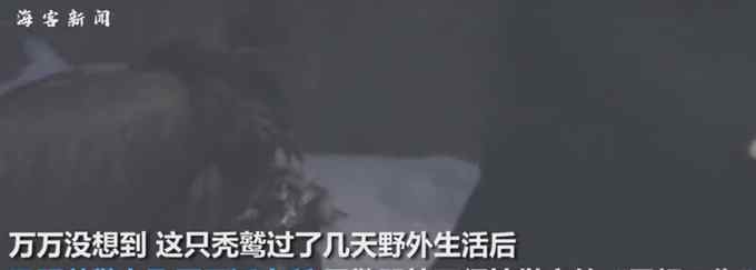 哭笑不得！民警唐僧式苦劝“蹭饭”秃鹫：你不是一只鸡