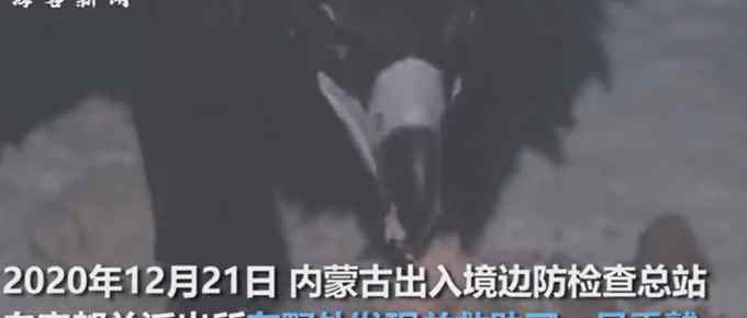 哭笑不得！民警唐僧式苦劝“蹭饭”秃鹫：你不是一只鸡