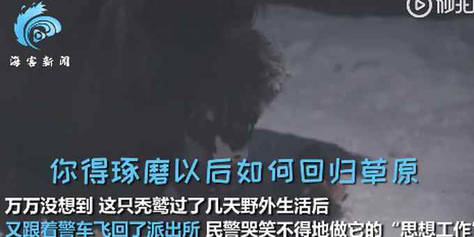 放生后还回来“蹭饭”！民警给蹭饭秃鹫做思想工作：你不是一只鸡