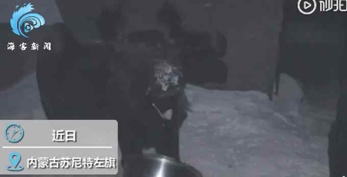 放生后还回来“蹭饭”！民警给蹭饭秃鹫做思想工作：你不是一只鸡