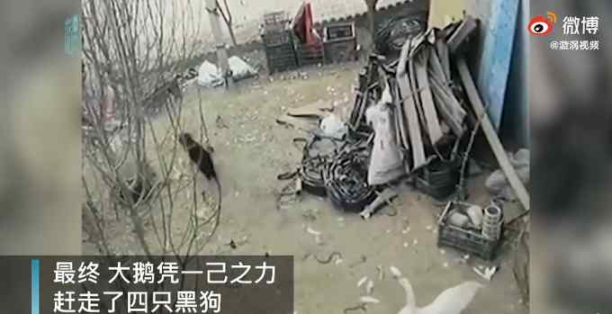 4只黑狗围攻1只大鹅结果被翻盘 监控录下激烈一幕 网友：不愧是鹅！