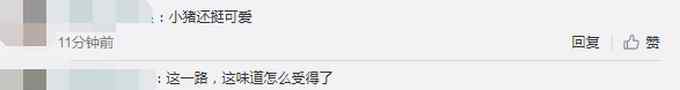云南一男子开轿车运送13头猪被罚款 打开后备厢一颗颗猪头伸出来